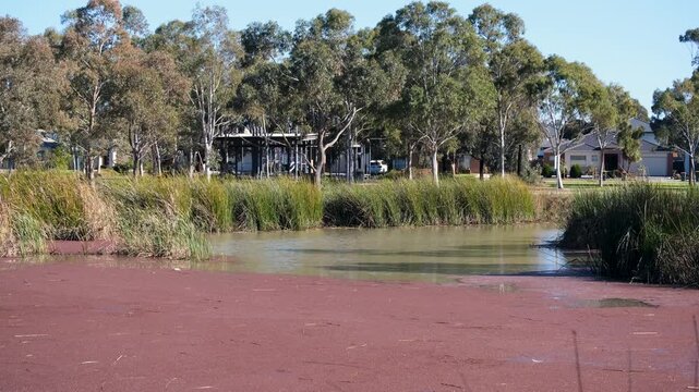 Suburban wetlands in Point Cook, Melbourne, Australia, featuring a natural pond with Azolla (Red Water Fern). Concept of biodiversity, stormwater management, and local recreation in neighborhood.