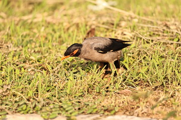 Red wattled Lapwing