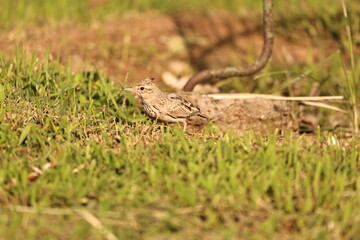 Small Bird