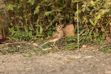 Small Bird