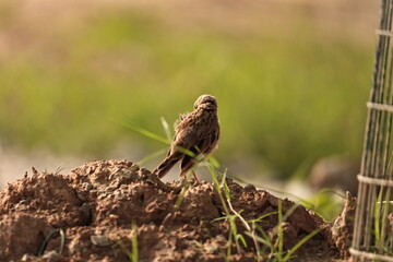 Bird in jungle