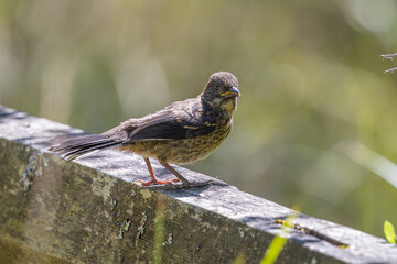 A juvenile Spotted Towhee at Oaks Bottom Wildlife Refuge in Portland Oregon