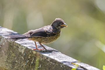 A juvenile Spotted Towhee on a fence rail at Oaks Bottom Wildlife Refuge in Portland Oregon