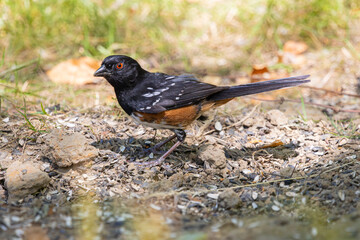 A Spotted Towhee foraging for seeds on the ground at Oaks Bottom Wildlife Refuge in Portland Oregon