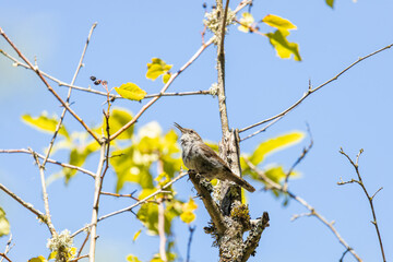 A Bewick's Wren on a tree Branch at Whitaker Ponds Nature Park in Portland Oregon