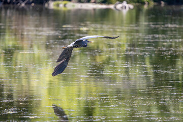 A Great Blue Heron flying low over the water at Whitaker Ponds Nature Park in Portland Oregon