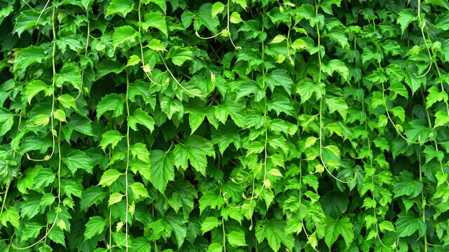 Dense wall of green ivy with trailing vines