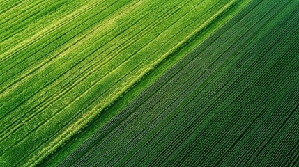 Aerial view of a green and yellow field with a diagonal line dividing it into two sections.