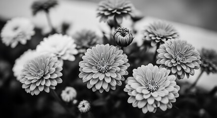 Close-up view of delicate flowers in monochrome.