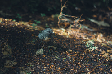 New Zealand Robin 