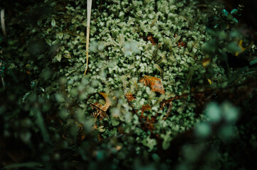 Moss on Oparara Basin, Kahurangi National Park, New Zealand	