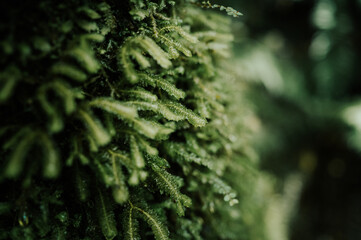 Moss on Oparara Basin, Kahurangi National Park, New Zealand	