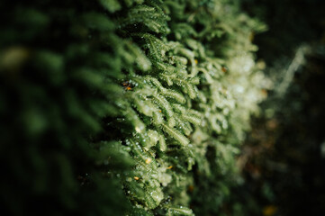 Moss on Oparara Basin, Kahurangi National Park, New Zealand	
