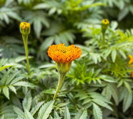 Bright marigolds bloom in radiant clusters under the summer sun, filling the air with earthy warmth and golden hues that celebrate natures peak.