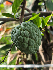 fresh ripe sugar apple fruit on tree
