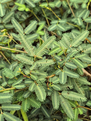 close up shot of the green Mimosa pudica leaves
