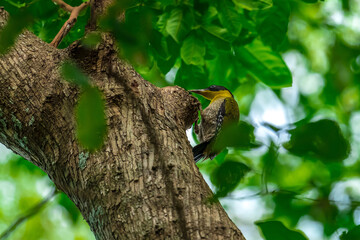 Black face, white eyes, yellow neck, green wings contrasting with bright red rump, white belly, male has a red stripe in the middle of the crown.