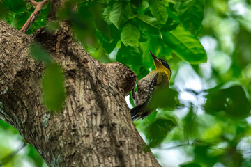 Black face, white eyes, yellow neck, green wings contrasting with bright red rump, white belly, male has a red stripe in the middle of the crown.