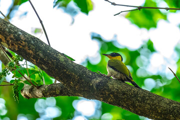 Black face, white eyes, yellow neck, green wings contrasting with bright red rump, white belly, male has a red stripe in the middle of the crown.