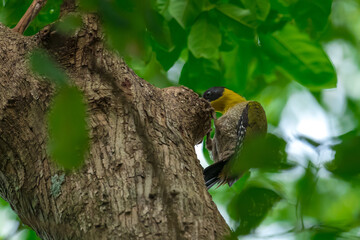 Black face, white eyes, yellow neck, green wings contrasting with bright red rump, white belly, male has a red stripe in the middle of the crown.