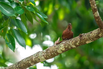 Obraz premium Reddish brown fur, short crest, dense black horizontal stripes on the upper body, short black beak, stripes on the underside of the neck. Male: red stripes on the cheeks.