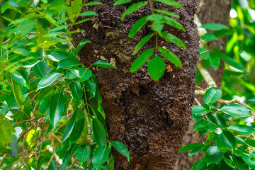 Reddish brown fur, short crest, dense black horizontal stripes on the upper body, short black beak, stripes on the underside of the neck. Male: red stripes on the cheeks.