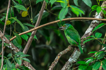 Moustached Barbet Green crown, blue face and neck, black eye band, black stripes at the corners of the mouth extending to the cheeks, red forehead, red spots on the nape and sides of the neck.