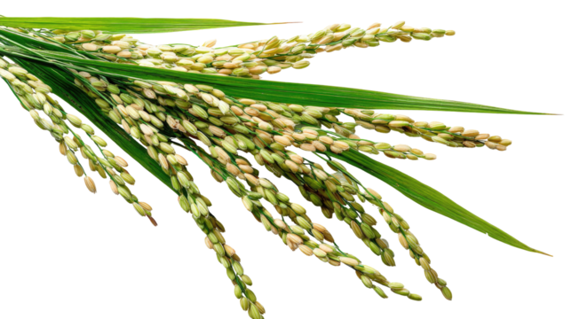 Fresh Paddy on Transparent White Background

