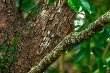 Reddish brown fur, short crest, dense black horizontal stripes on the upper body, short black beak, stripes on the underside of the neck. Male: red stripes on the cheeks.