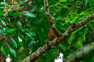 Reddish brown fur, short crest, dense black horizontal stripes on the upper body, short black beak, stripes on the underside of the neck. Male: red stripes on the cheeks.