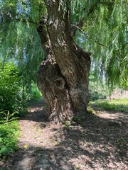 Weeping willow scenery