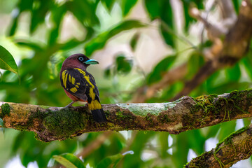 The bill is a reflective blue color. The body feathers are dark pinkish purple. The wings are black with yellow feathers arranged in a stripe. The upper hindwing is dotted with yellow feathers. 