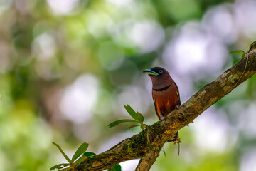 The bill is a reflective blue color. The body feathers are dark pinkish purple. The wings are black with yellow feathers arranged in a stripe. The upper hindwing is dotted with yellow feathers. 
