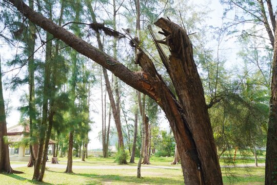 Cracks in a large tree blown by the wind. details of tree trunks cracked and uprooted by strong winds