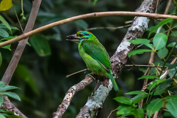 Moustached Barbet Green crown, blue face and neck, black eye band, black stripes at the corners of the mouth extending to the cheeks, red forehead, red spots on the nape and sides of the neck.