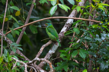Moustached Barbet Green crown, blue face and neck, black eye band, black stripes at the corners of the mouth extending to the cheeks, red forehead, red spots on the nape and sides of the neck.
