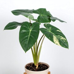 A variegated plant in a pot