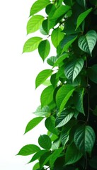 dense leafy greens isolated on white background, isolation, foliage
