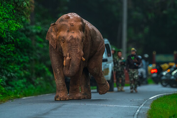 Elephants are large mammals and are the largest land animals. Wild elephants eat plants. They are...