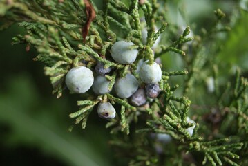 berries on a branch