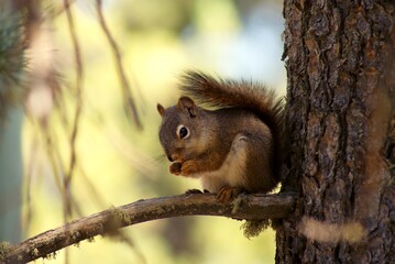 squirrel on a tree