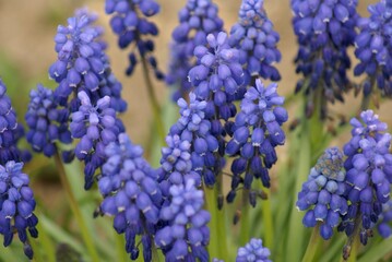 close up of blue hyacinth