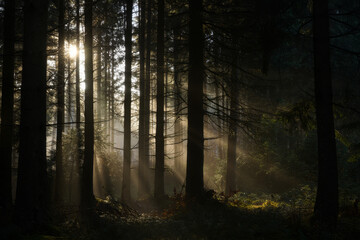 Naklejka premium Sunbeams Illuminate Misty Evergreen Forest: Serene, Mystical Atmosphere, Golden Hour Light