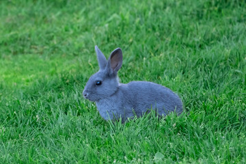 Alaskan Rabbit in Green Summer Grass