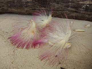 The white and pink flowers and fruits of Barringtonia asiatica or Fish Poison Tree, Putat or Sea...