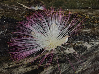 The white and pink flowers and fruits of Barringtonia asiatica or Fish Poison Tree, Putat or Sea...
