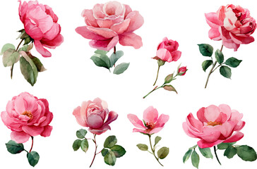 set of pink roses