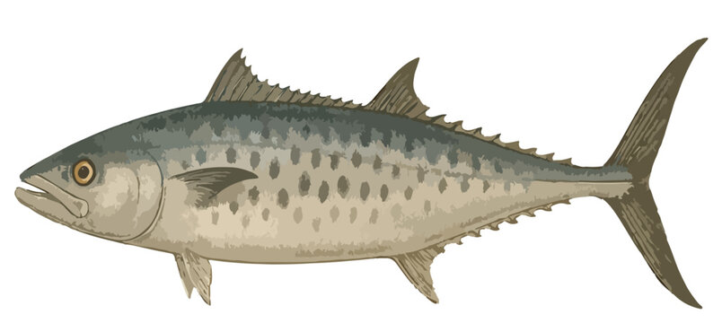 Scomberomorus commerson