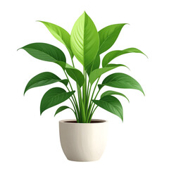 A lush peace lily plant with vibrant green leaves in a white pot, isolated on transparent background