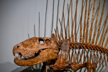Fossilized spinosaurus skeleton on display in natural history museum during an exhibition about prehistoric creatures